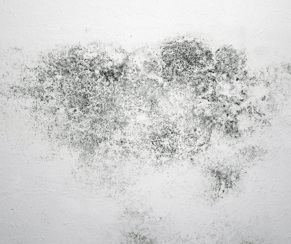 Mould Never Sleeps — Neither Should Your Response