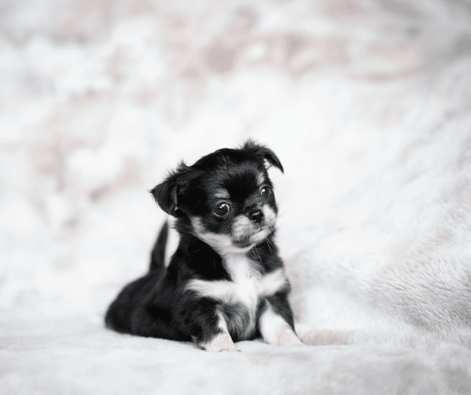 Tasmania’s New Pet Rules for Rentals: What Landlords Need to Know for 2026